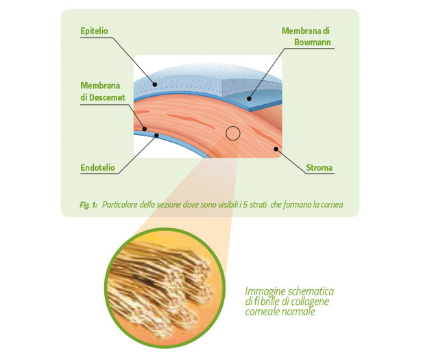 5 strati della cornea